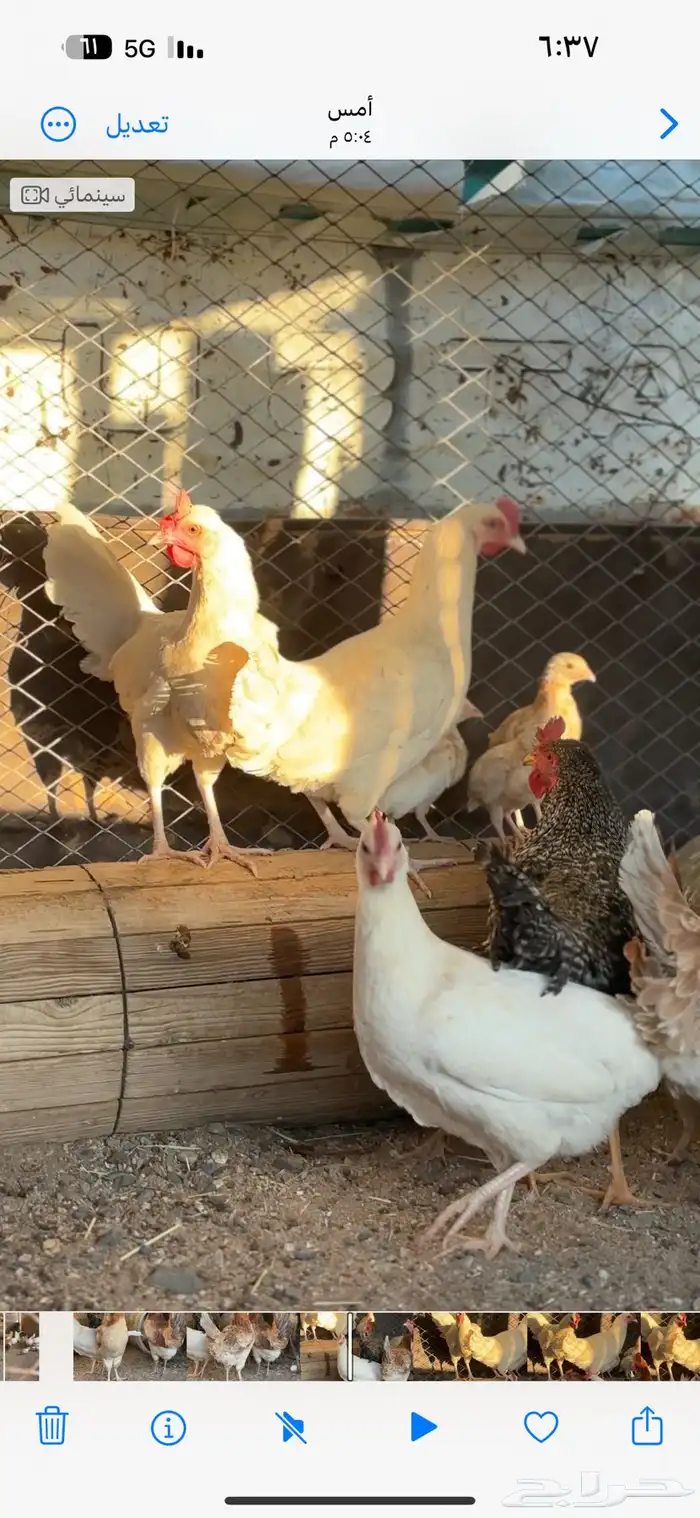دجاج للبيع 2