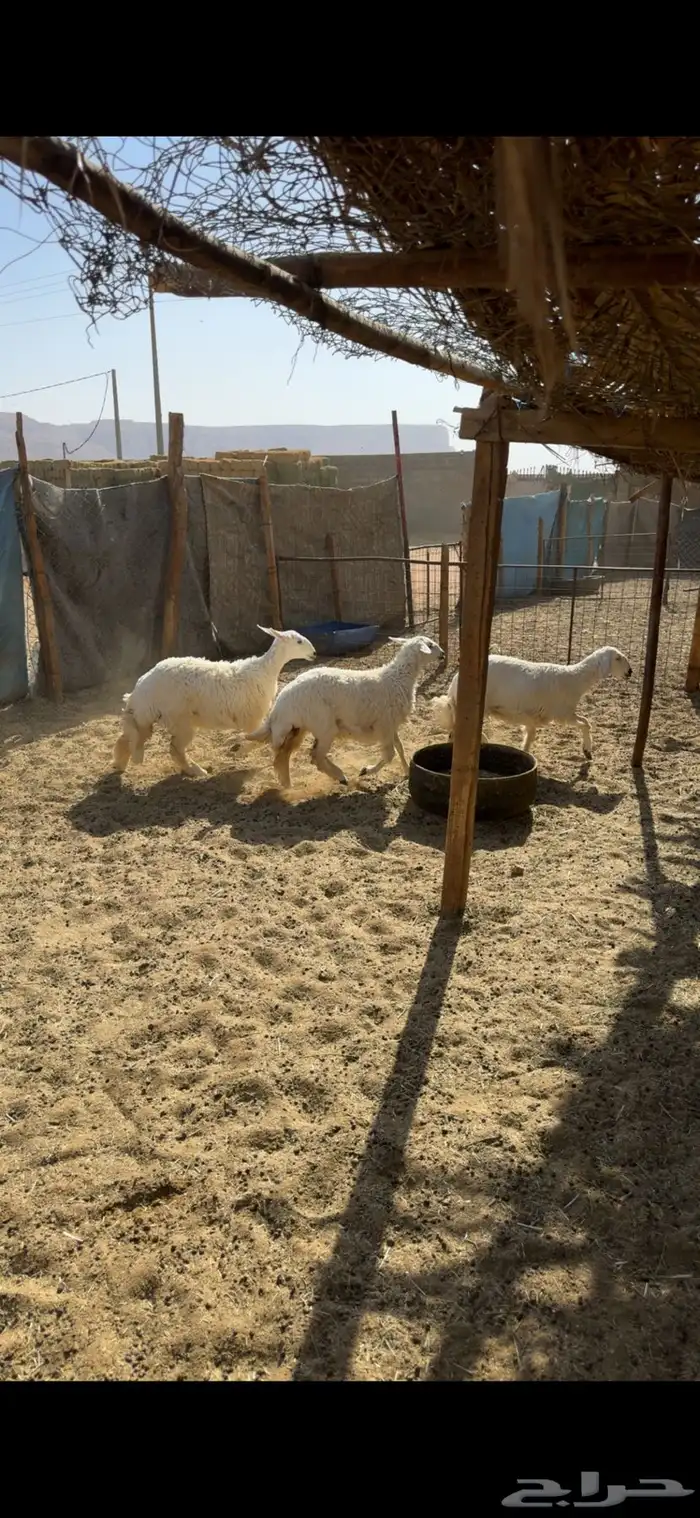 رخال جذعات طيبات 0