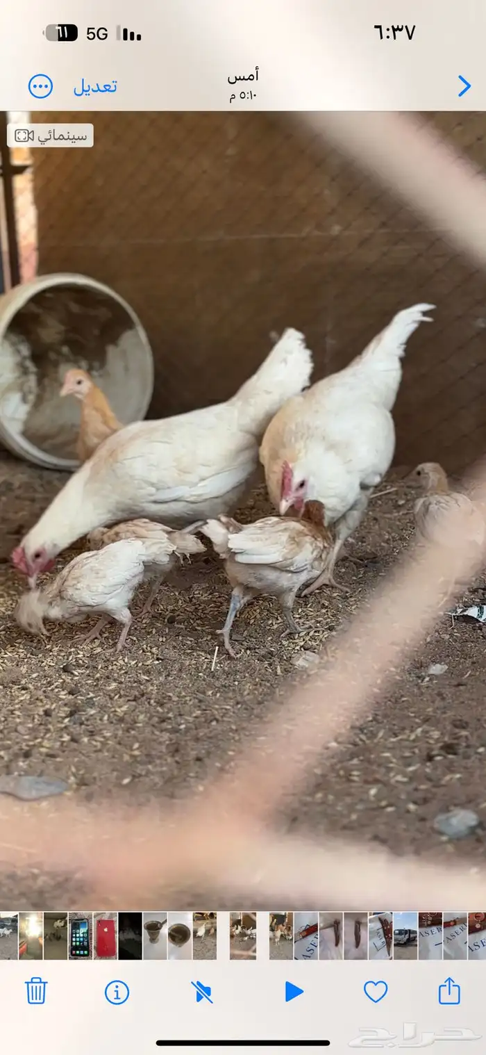 دجاج للبيع 0