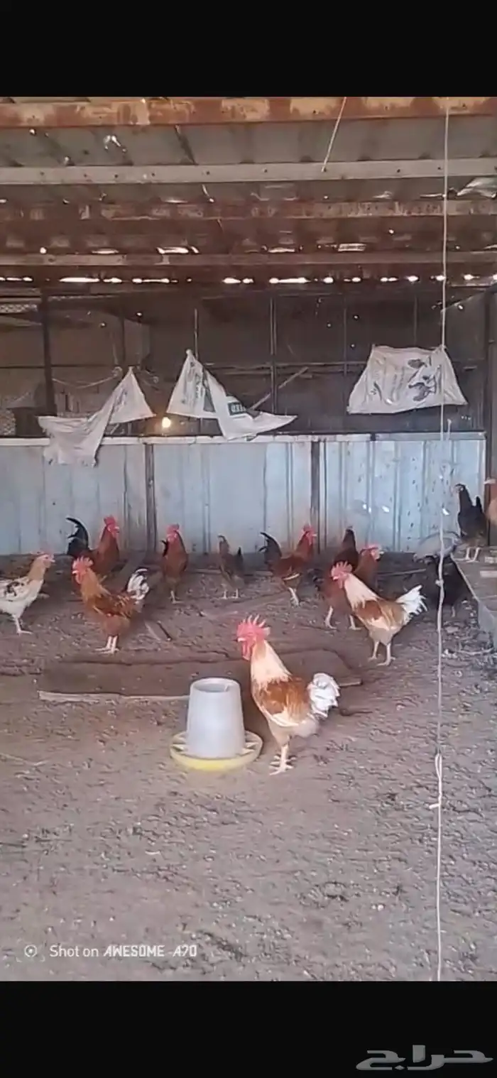 المزاحمية 0