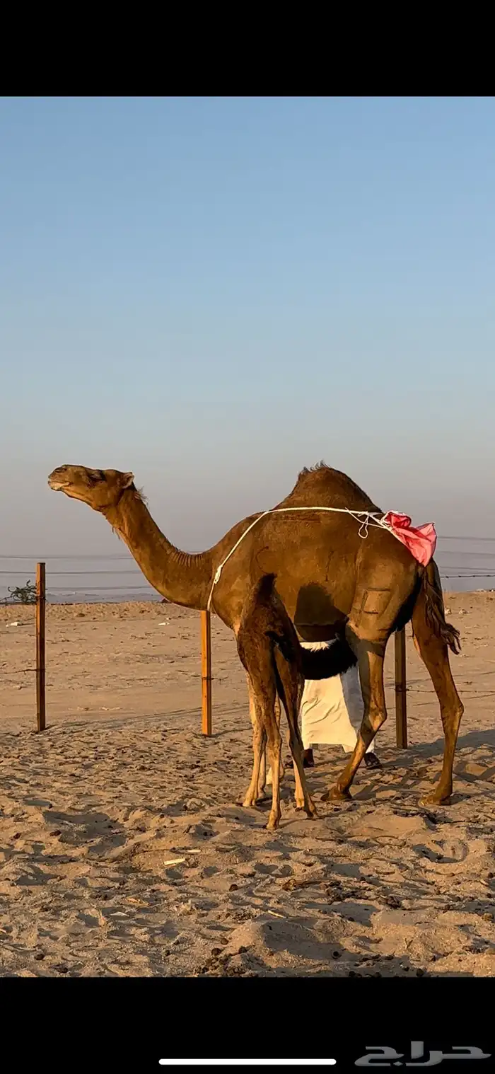 خلفه ساحليه منيحه تعبي طاستين 1