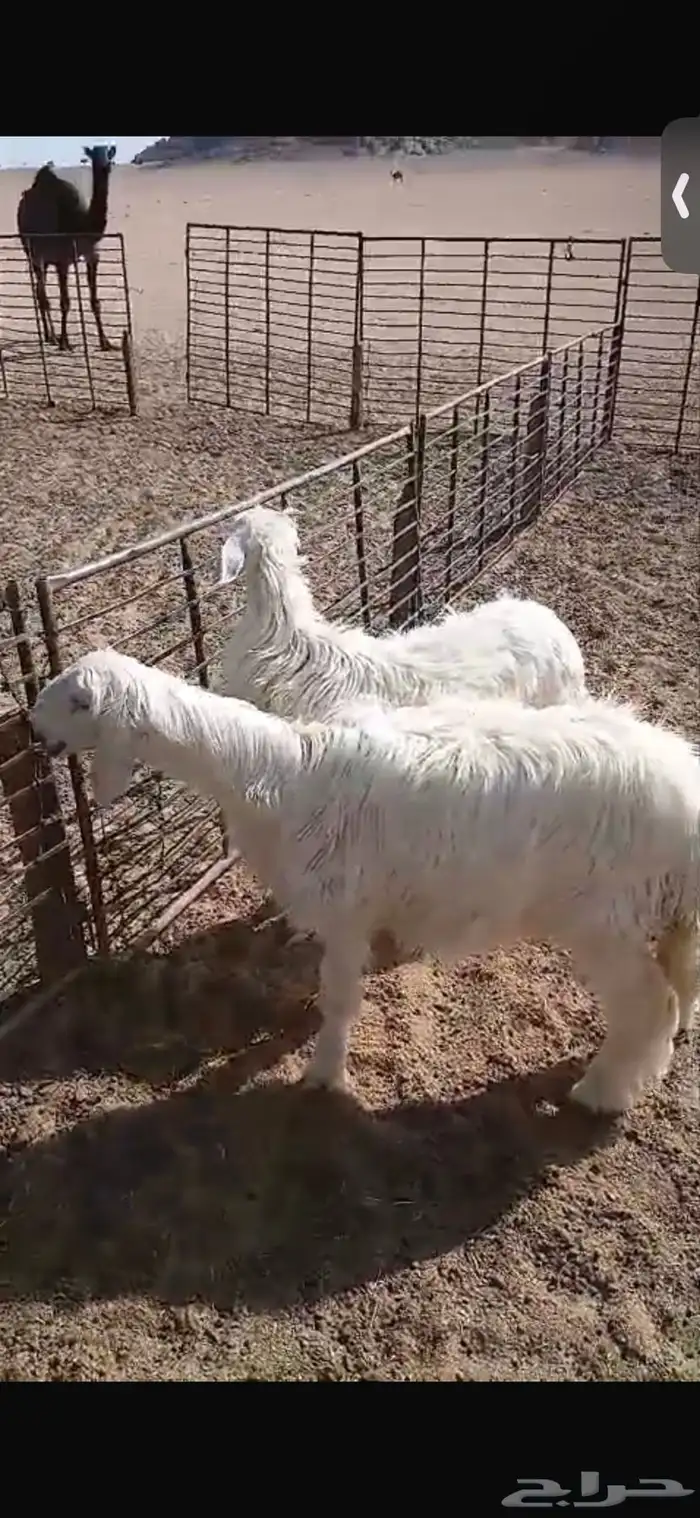 للبيع خروف ورخل السود عمار اربع اشهر ونص ورخلتين بيض عمار 6 17
