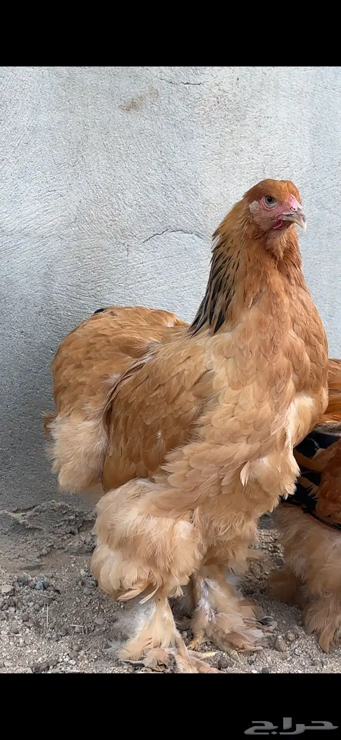 تم البيع تم البيع خارج الموقع 1