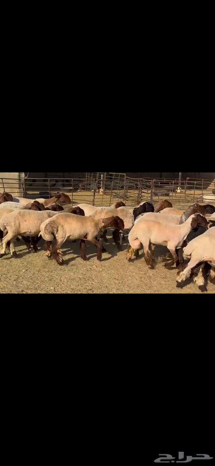 للبيع جذعات فاخره العدد 31 بالفحل 10