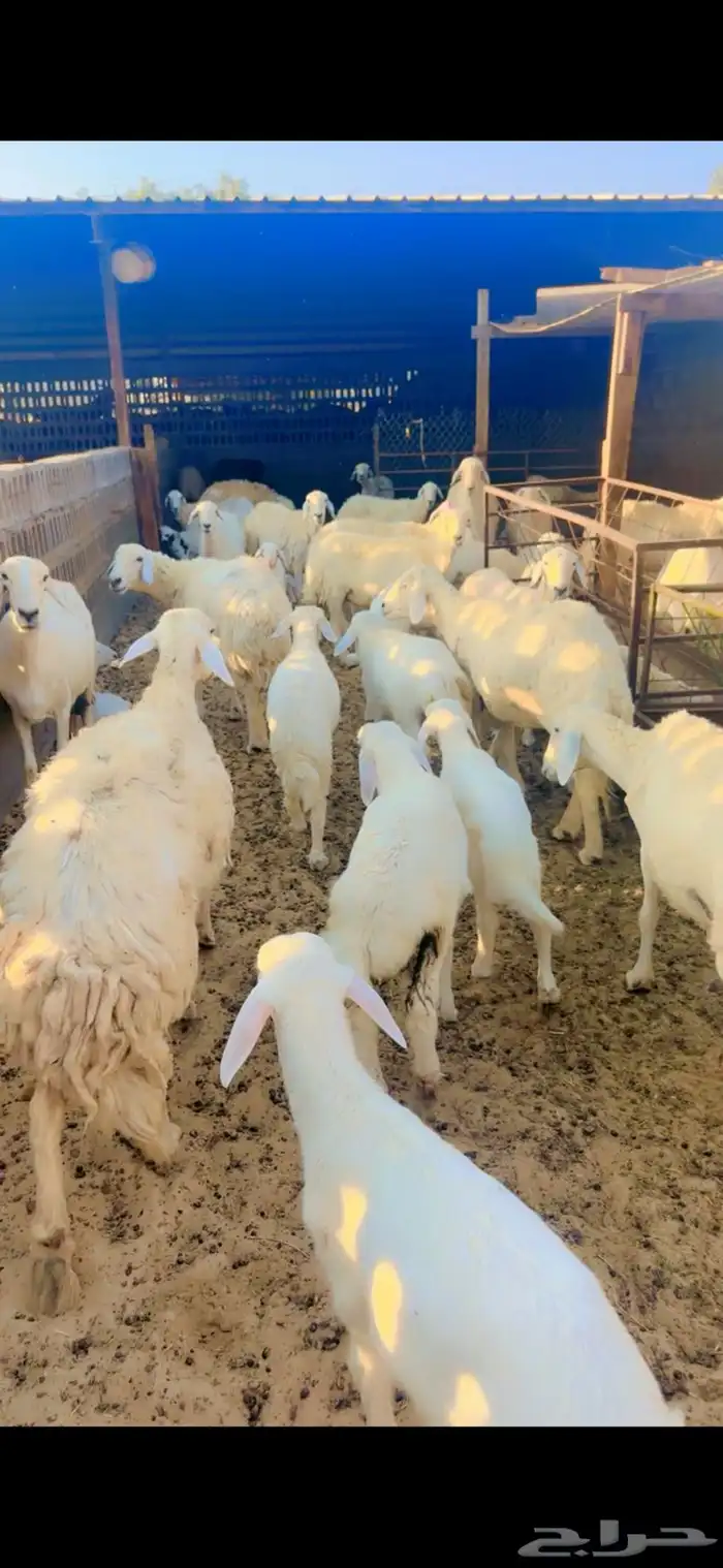 حرايات رغايث العدد 23 1