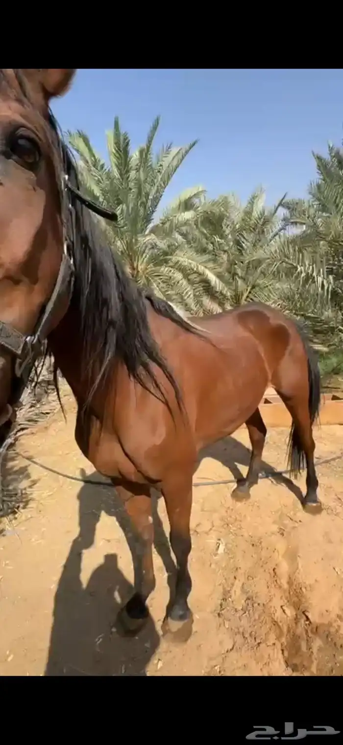 فرس شعبية مع مهرة 4