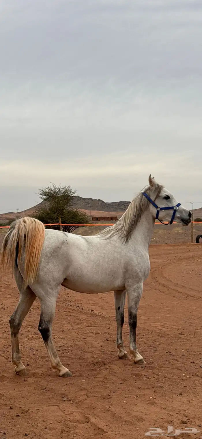 فرس شعبيه للبيع لا يتواصل الا الصامل 0
