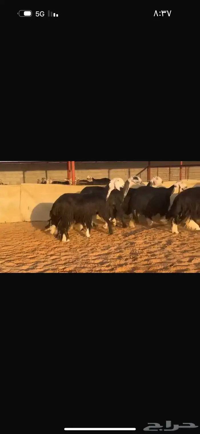 عرض نجد فأواخر 3