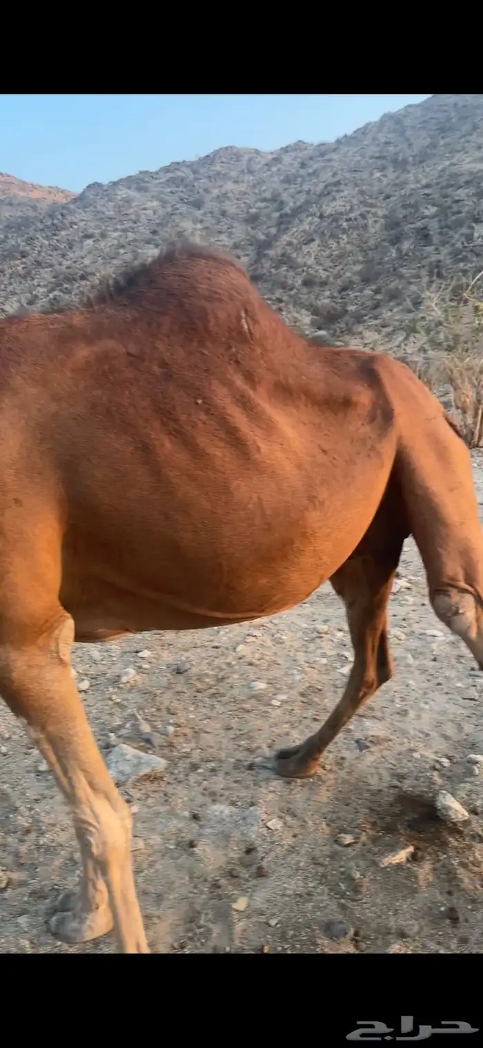 ناقه خلفه معها بكره 1