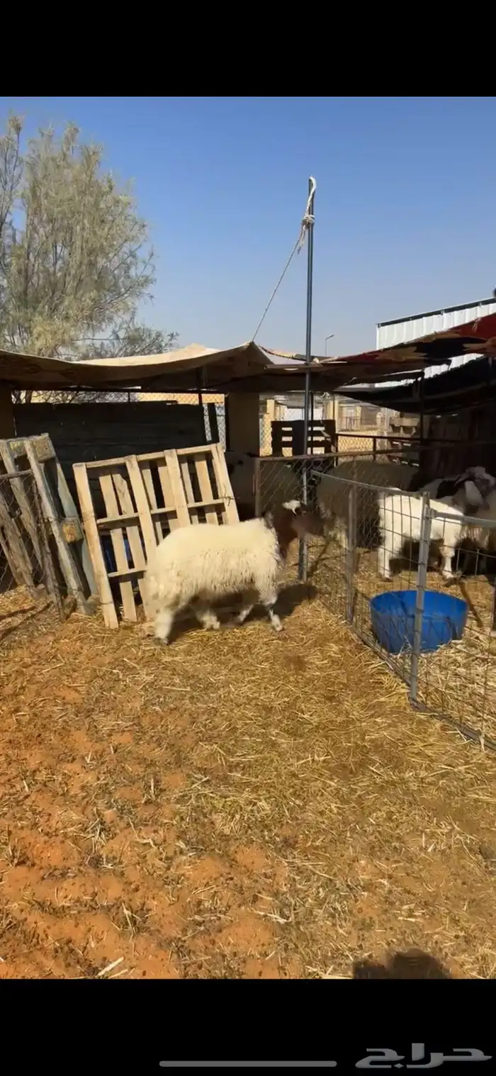 هرفي 3 شهور 2