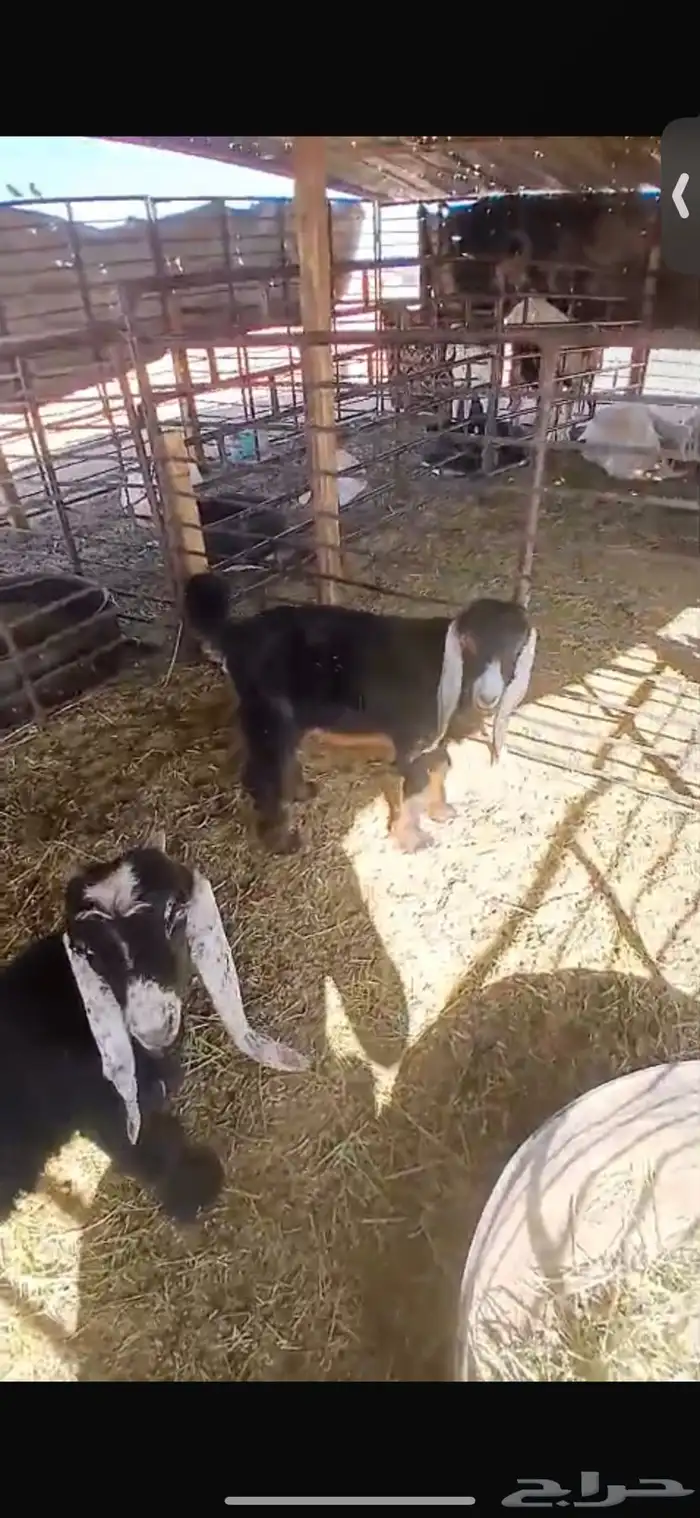 للبيع خروف ورخل السود عمار اربع اشهر ونص ورخلتين بيض عمار 6 23
