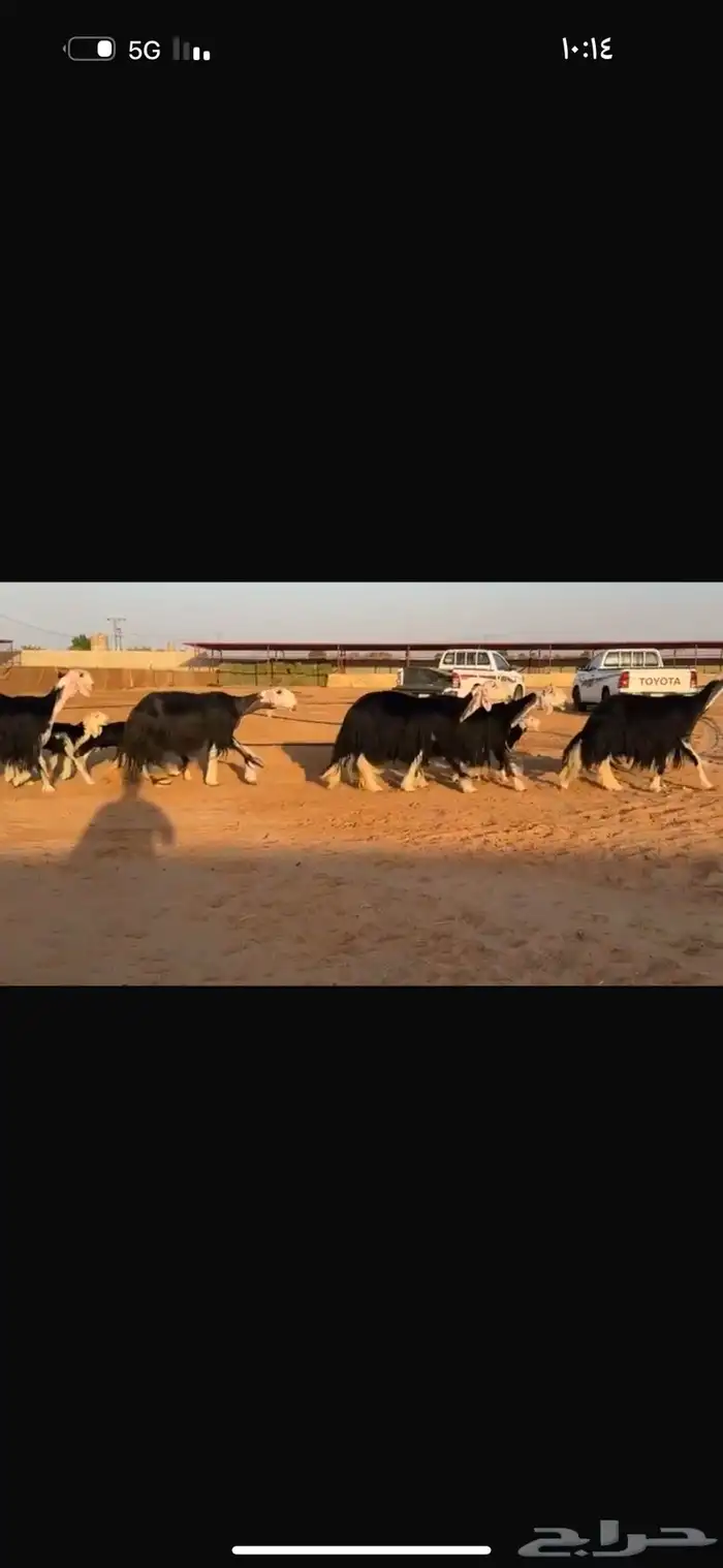 عرض نجد مواليد فاخره 3