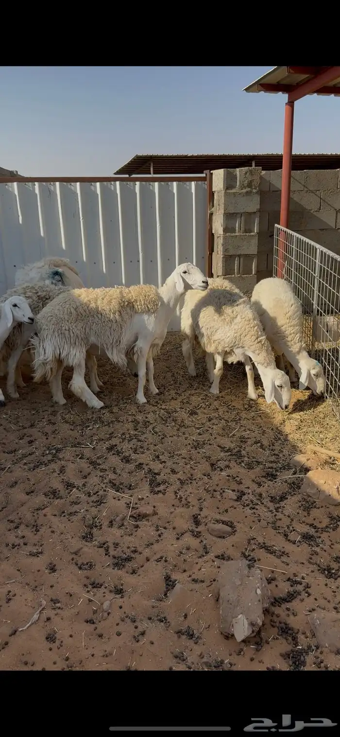 فحل انتاجه طيب وبه نسبه مالطيه 3