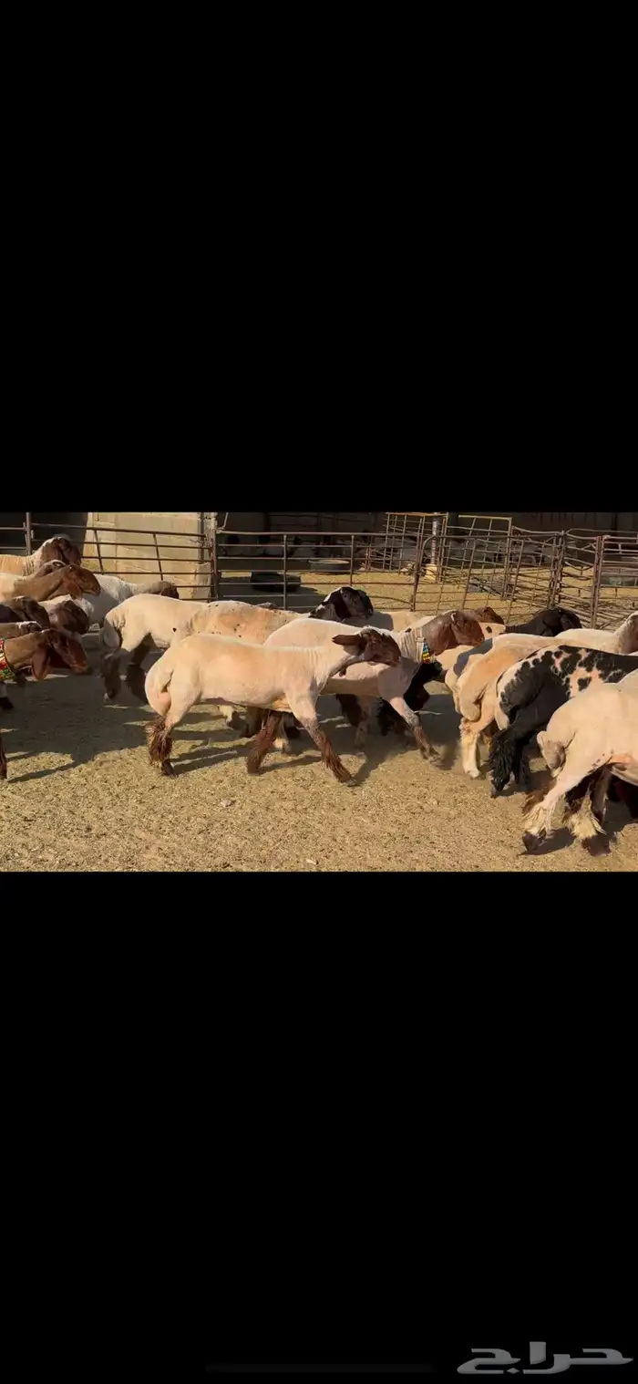 للبيع جذعات فاخره العدد 31 بالفحل 5