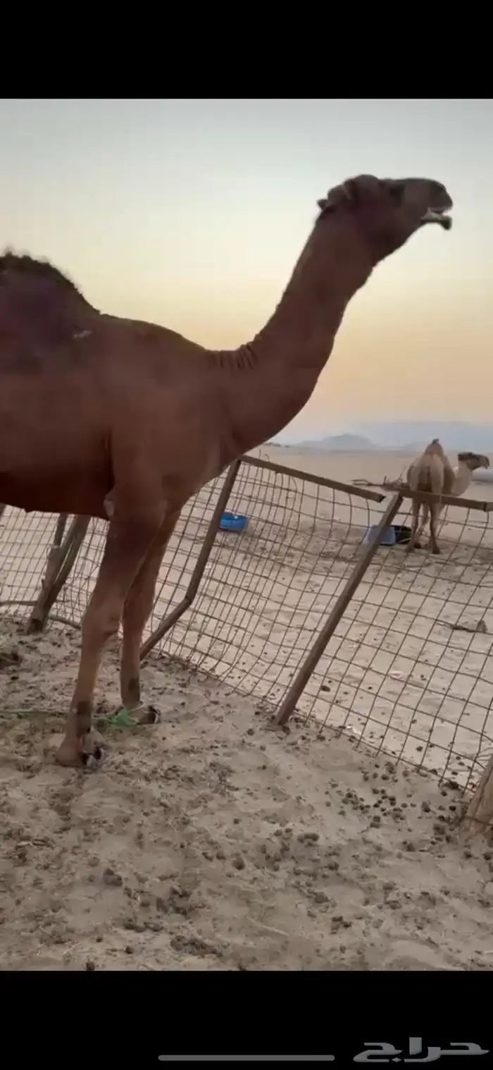 فحل ساحلي ثني 5