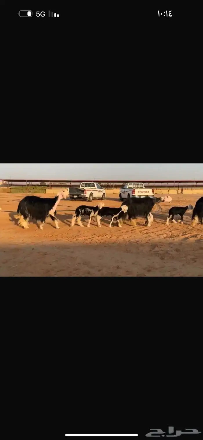 عرض نجد مواليد فاخره 0