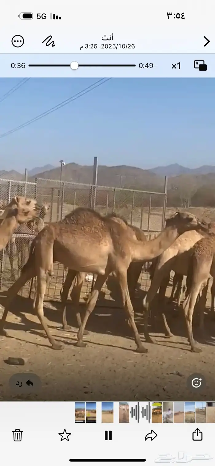 حشوان مستورد من الصومال له شهر تربيه 4