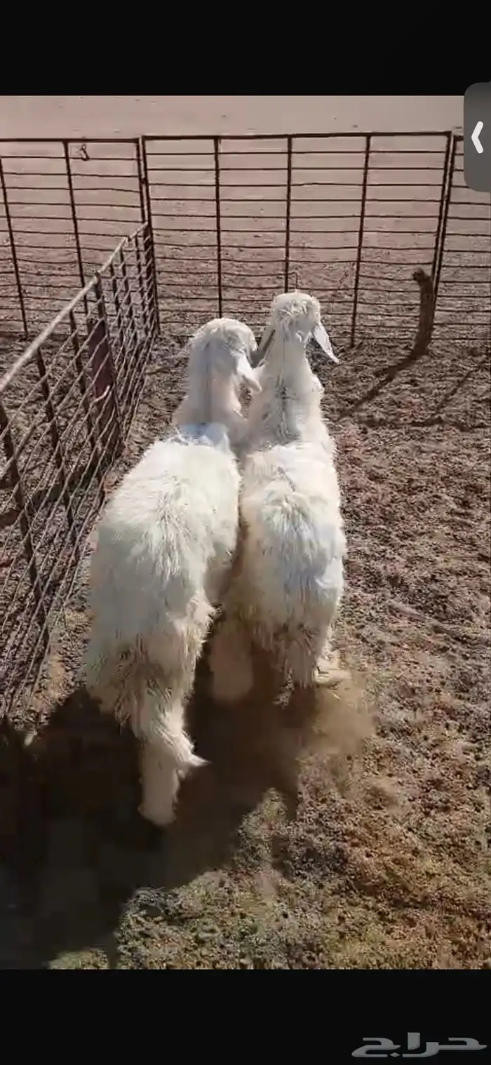 للبيع خروف ورخل السود عمار اربع اشهر ونص ورخلتين بيض عمار 6 14