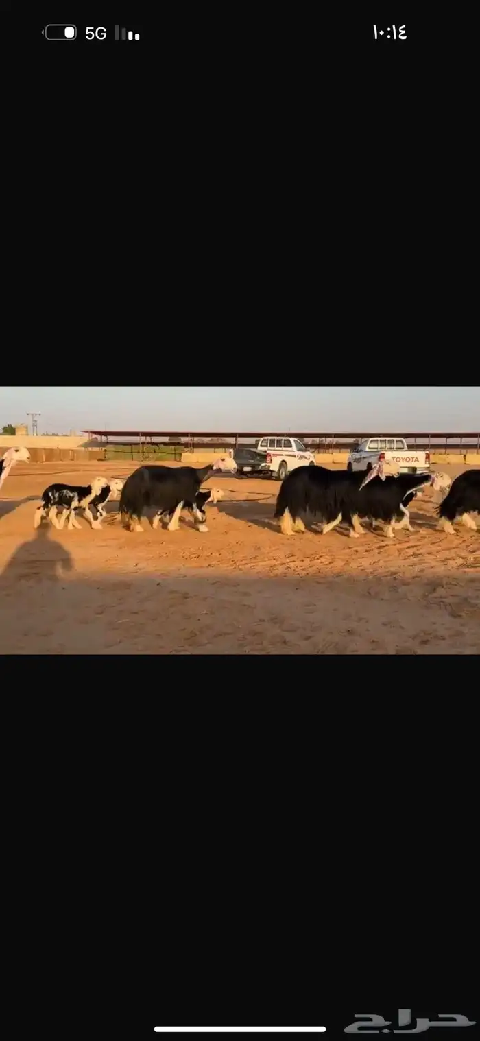 عرض نجد مواليد فاخره 2