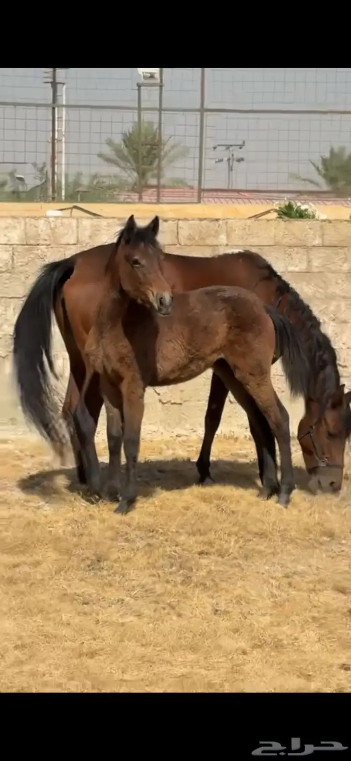فرس شعبية مع مهرة 1