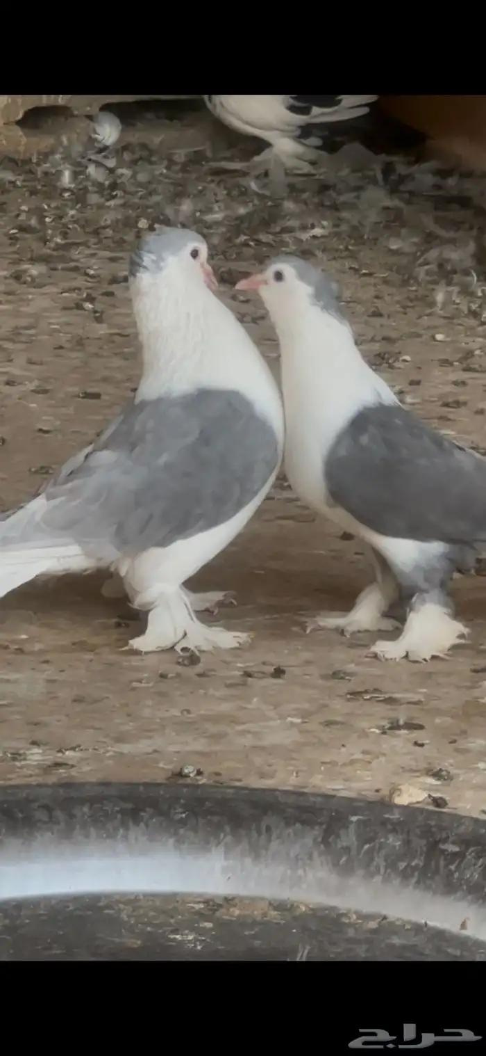 حمام زينه 0