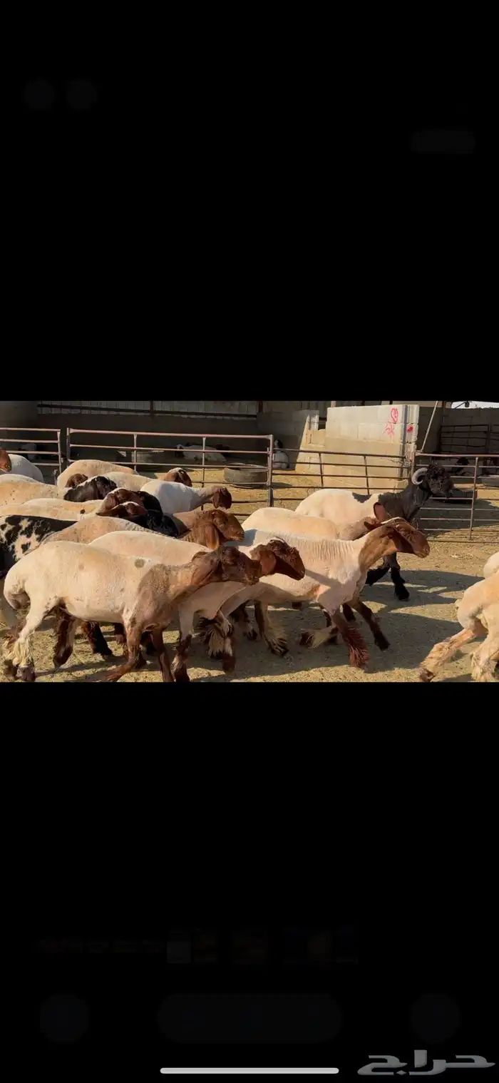 للبيع جذعات فاخره العدد 31 بالفحل 7