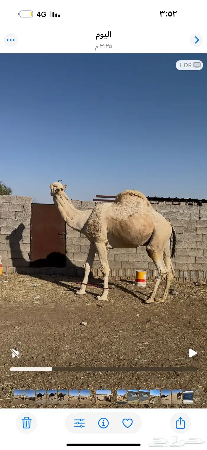 بعير للبيع 2