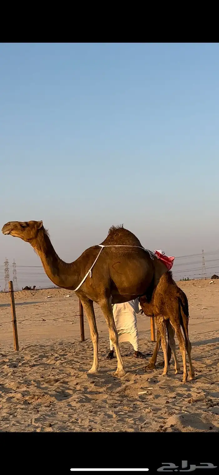 خلفه ساحليه منيحه تعبي طاستين 0