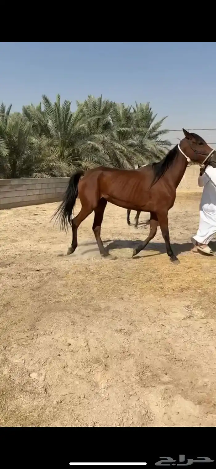 فرس شعبية مع مهرة 0