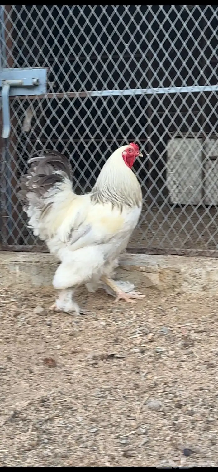 تم البيع تم البيع خارج الموقع 4