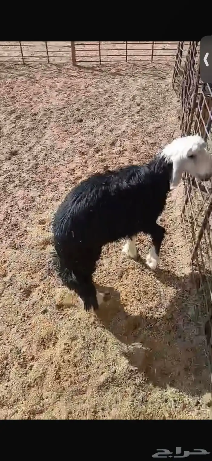 للبيع خروف ورخل السود عمار اربع اشهر ونص ورخلتين بيض عمار 6 7