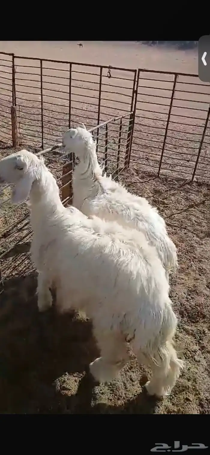 للبيع خروف ورخل السود عمار اربع اشهر ونص ورخلتين بيض عمار 6 20
