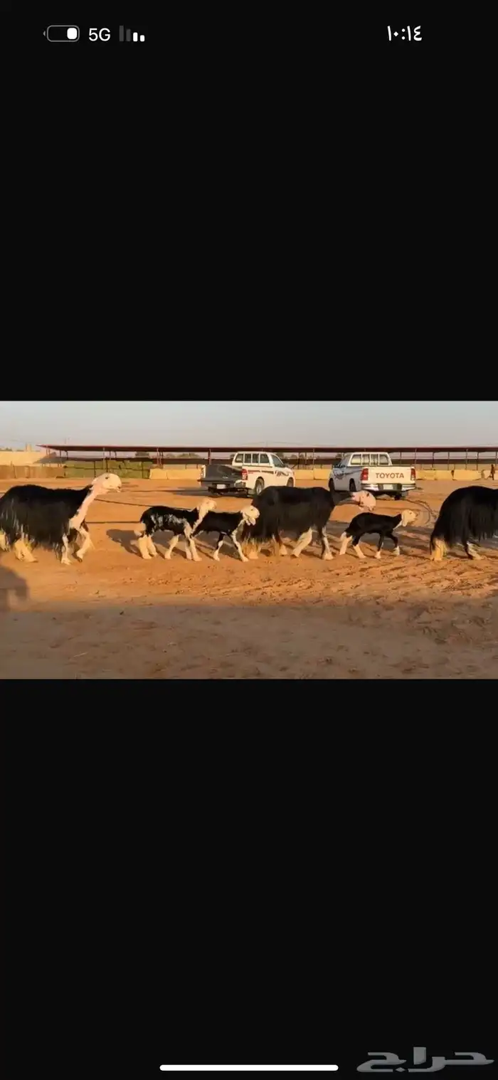 عرض نجد مواليد فاخره 1