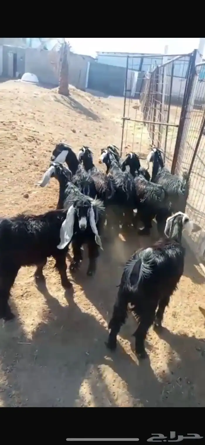 ذبايح طليان وتيوس مع الذبح والتوصيل أو الطبخ حسب الرغبه 23