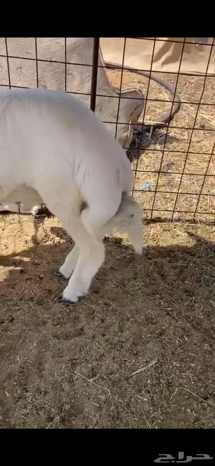 للبيع حري العمر ثلاث شهور و السعي على المشتري 1