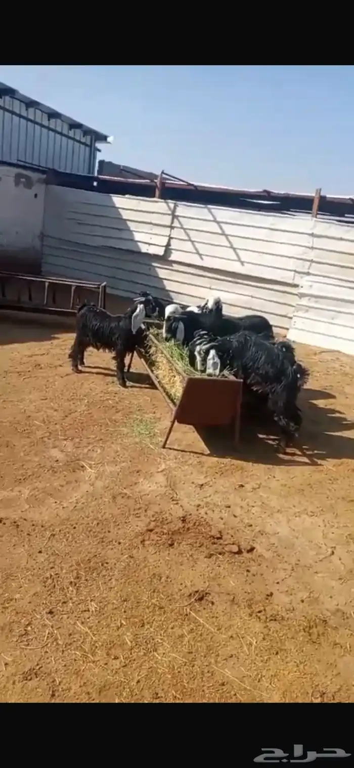 ذبايح طليان وتيوس مع الذبح والتوصيل أو الطبخ حسب الرغبه 25