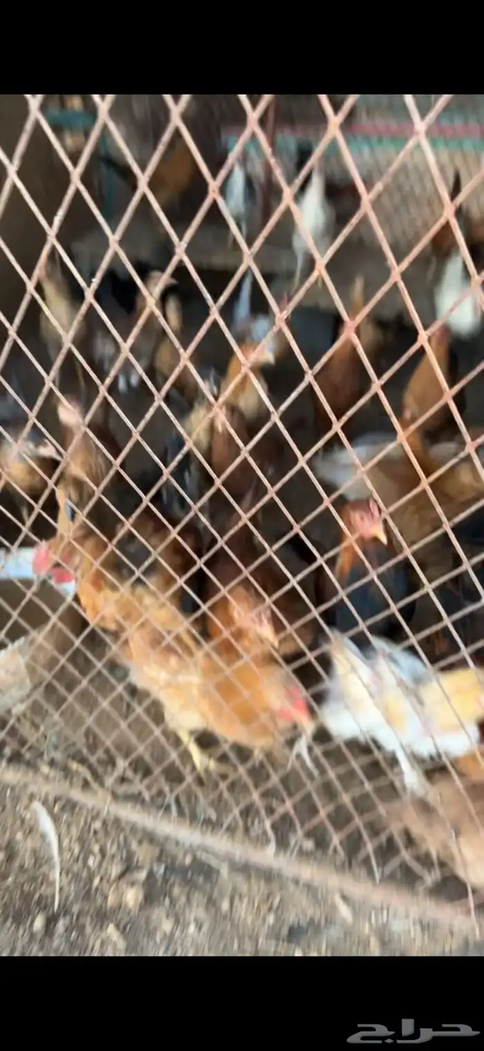 صيصان كبير وصغير للبيع 1