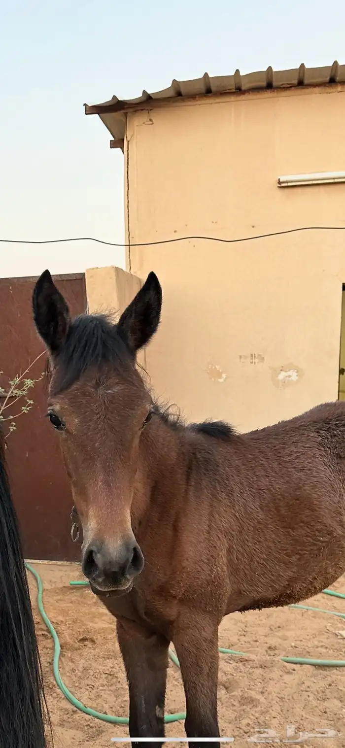 فرس شعبية مع مهرة 9