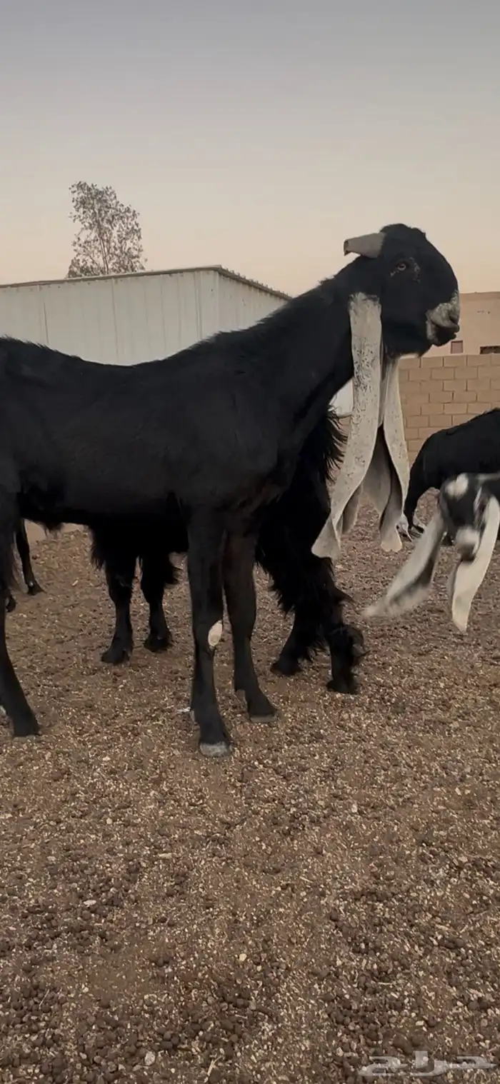 داغور مشروك مستقبل فحل 1