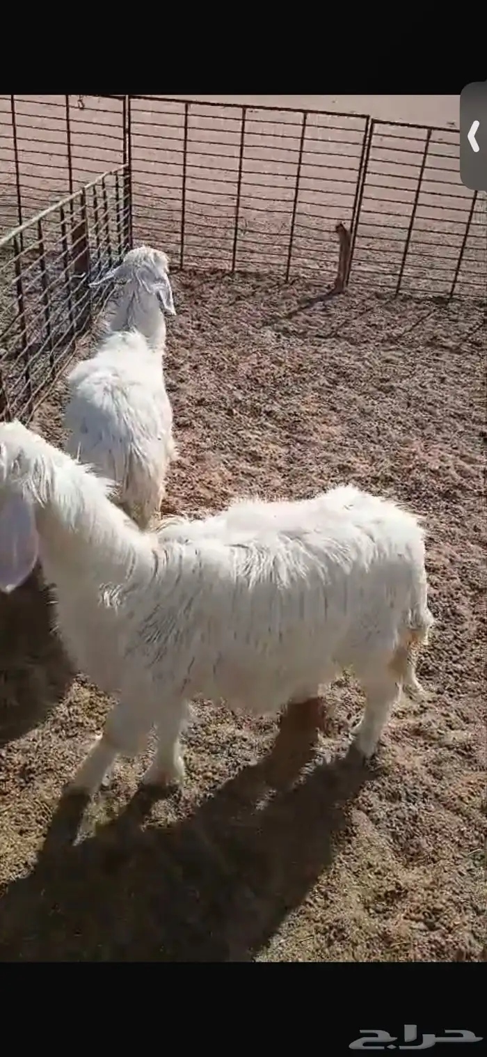 للبيع خروف ورخل السود عمار اربع اشهر ونص ورخلتين بيض عمار 6 10
