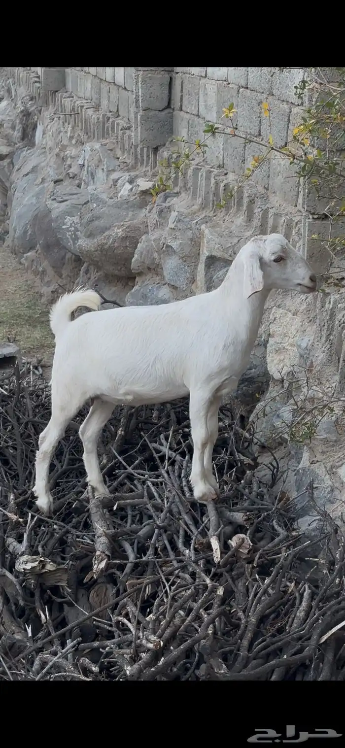 عناق فل شحم او مقنى 6