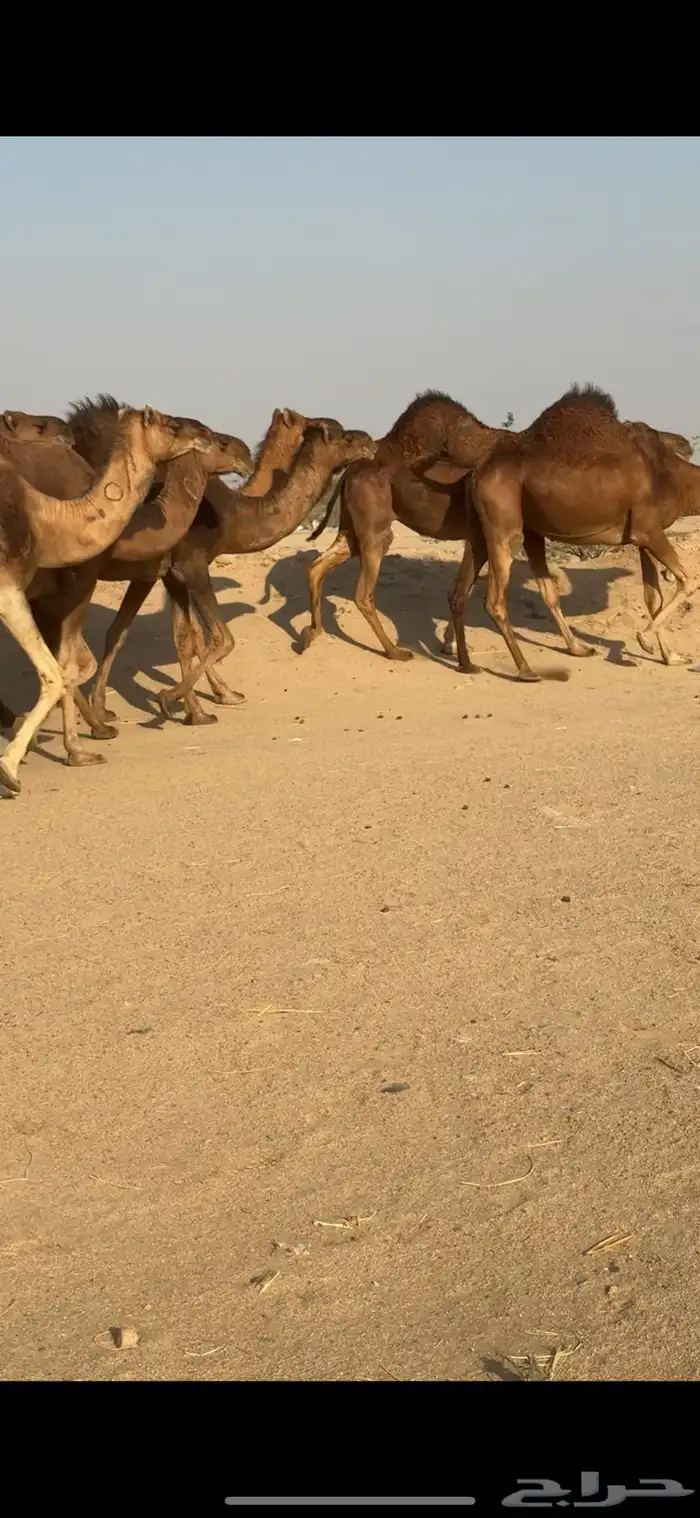 ابل للبيع العدد 20 متن 6