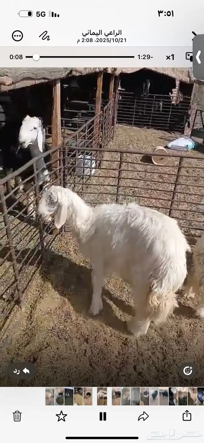 للبيع خروف ورخل السود عمار اربع اشهر ونص ورخلتين بيض عمار 6 11