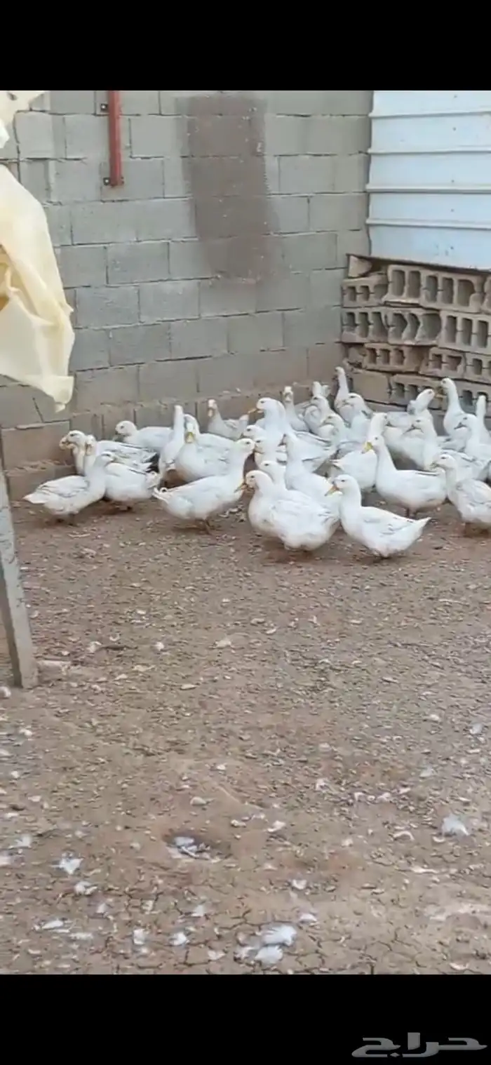 بط بكيني بياض 3