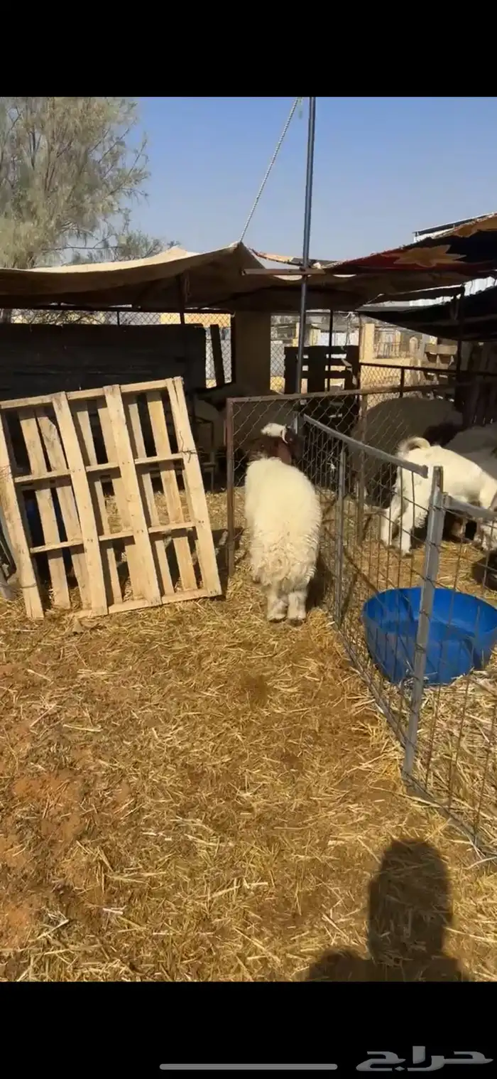 هرفي 3 شهور 1