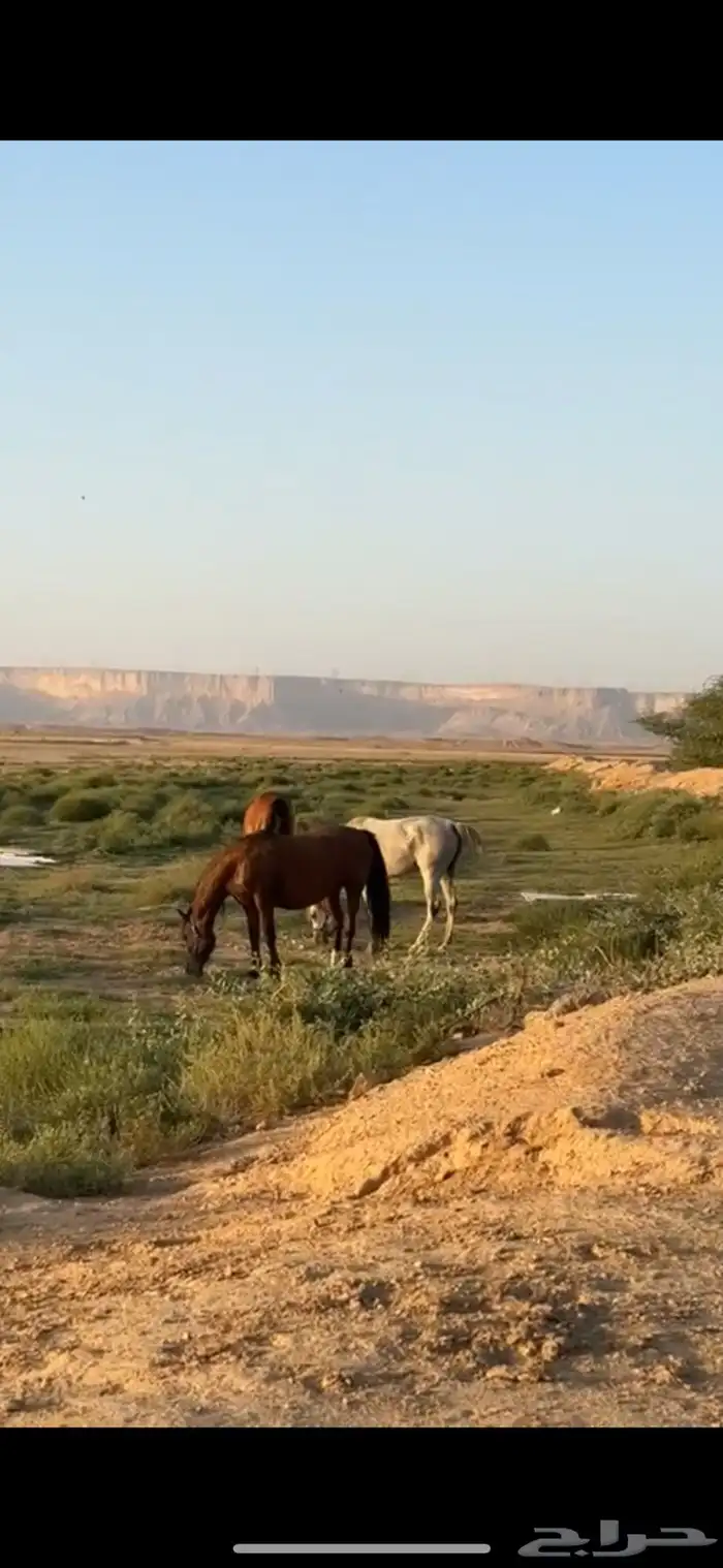 ايواء خيل 0