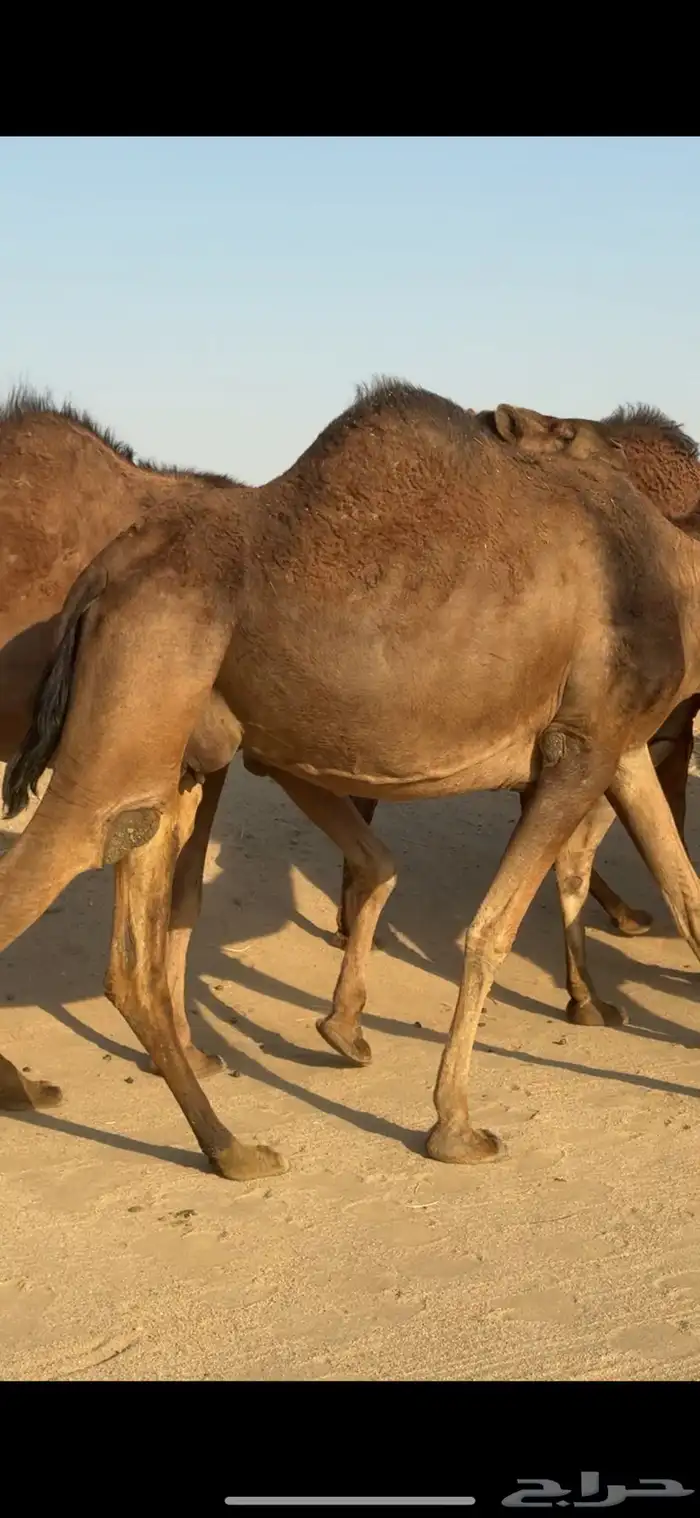 ابل للبيع العدد 20 متن 1