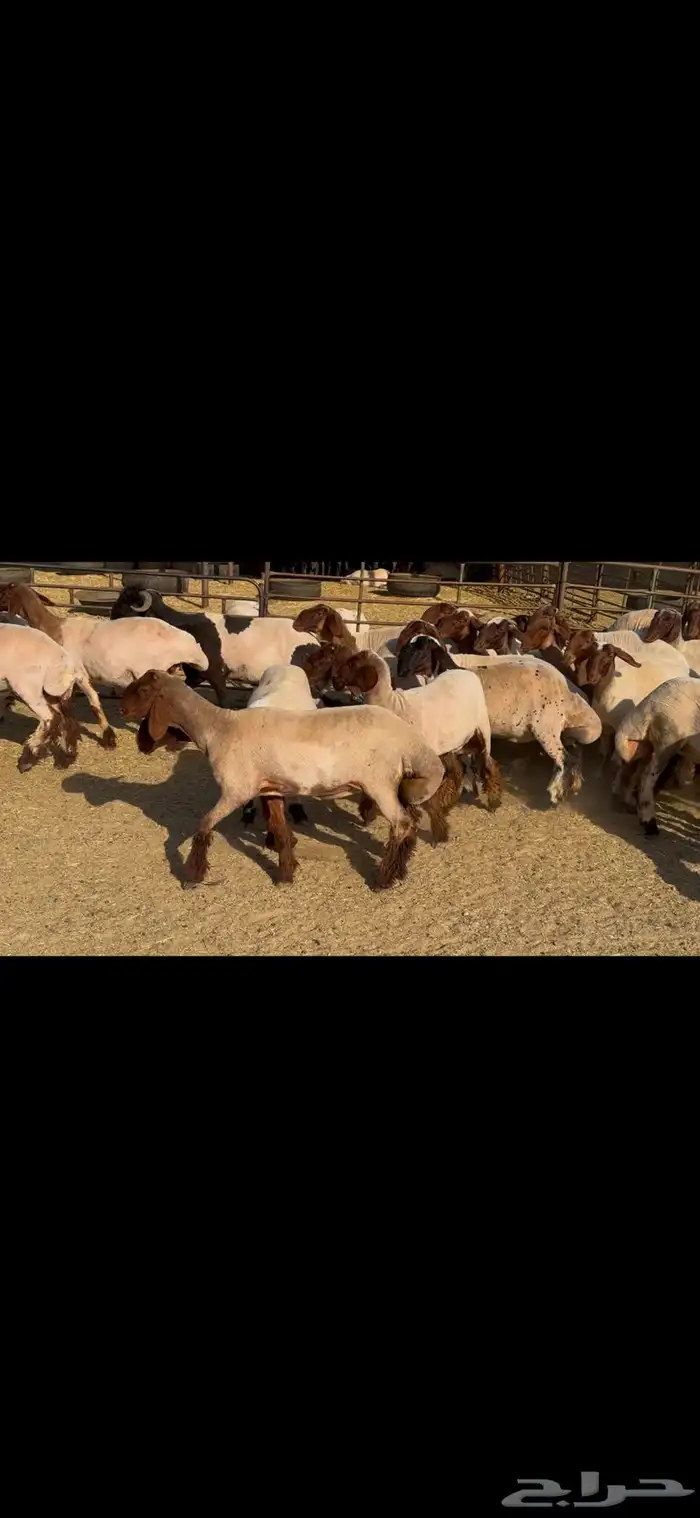 للبيع جذعات فاخره العدد 31 بالفحل 4