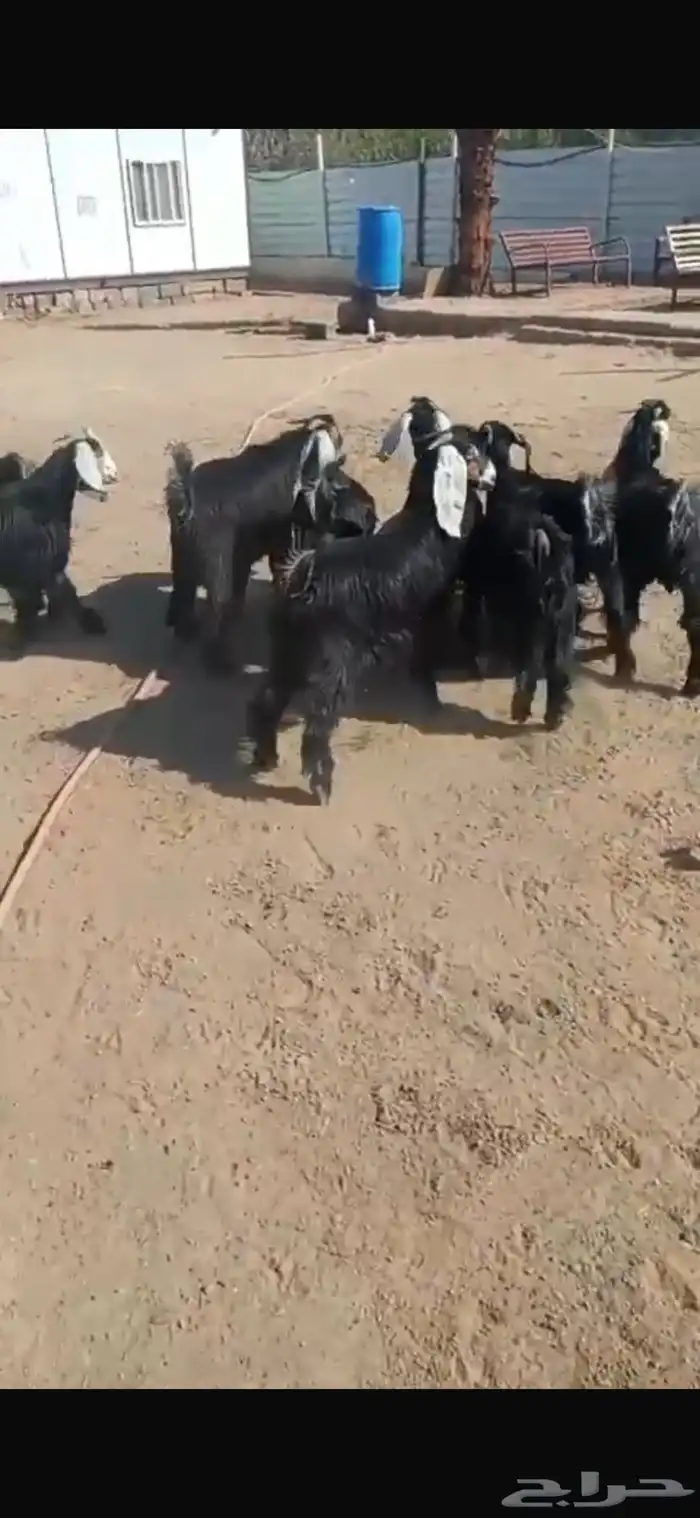 ذبايح طليان وتيوس مع الذبح والتوصيل أو الطبخ حسب الرغبه 27