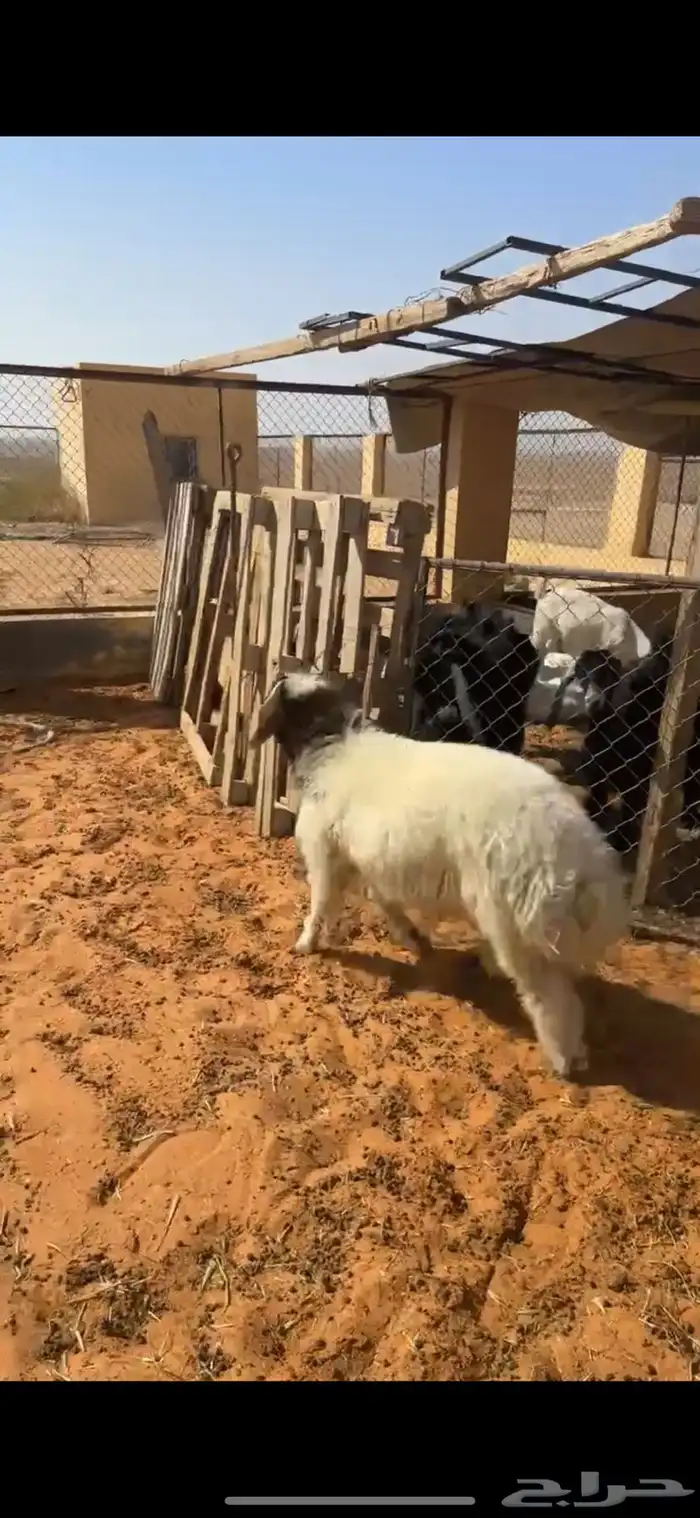 هرفي 3 شهور 6